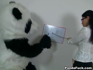 Desirable δάσκαλος για concupiscent panda αρκούδα